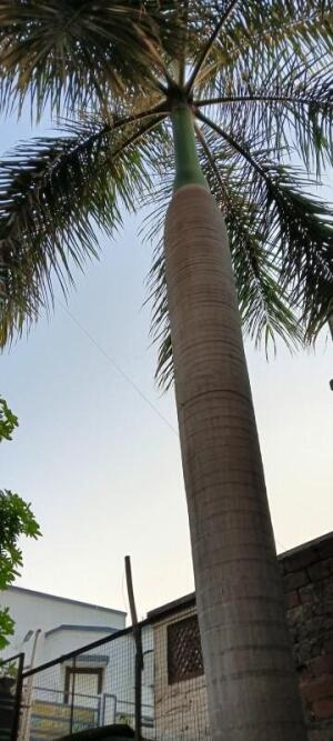 Panchgini residency, Nr Dharnidhar villa, Nava Naroda, Ahmedabad East, Ahmedabad - LockMyKey